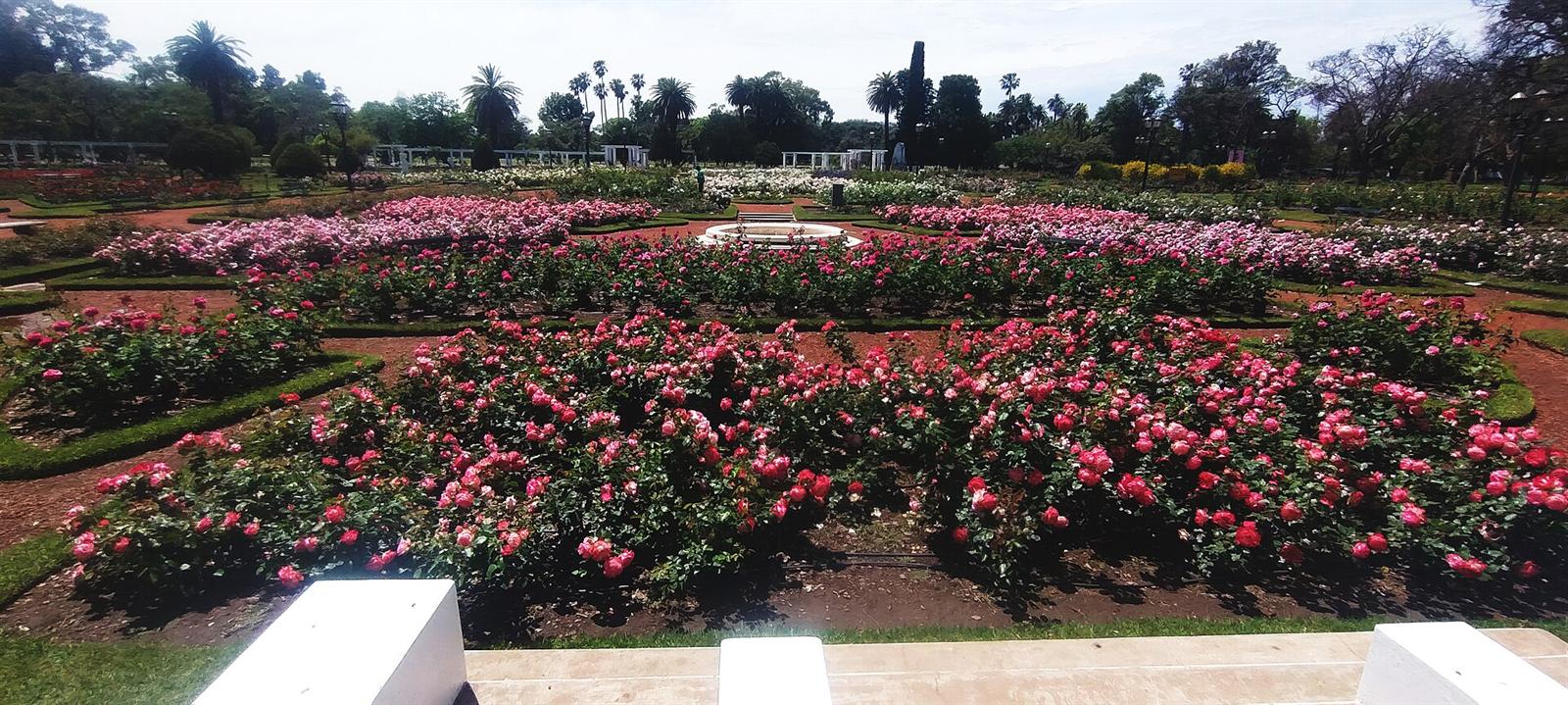 Canteros de rosas en el Rosedal de Palermo